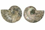 Cut & Polished, Agatized Ammonite Fossil - Madagascar #191612-1